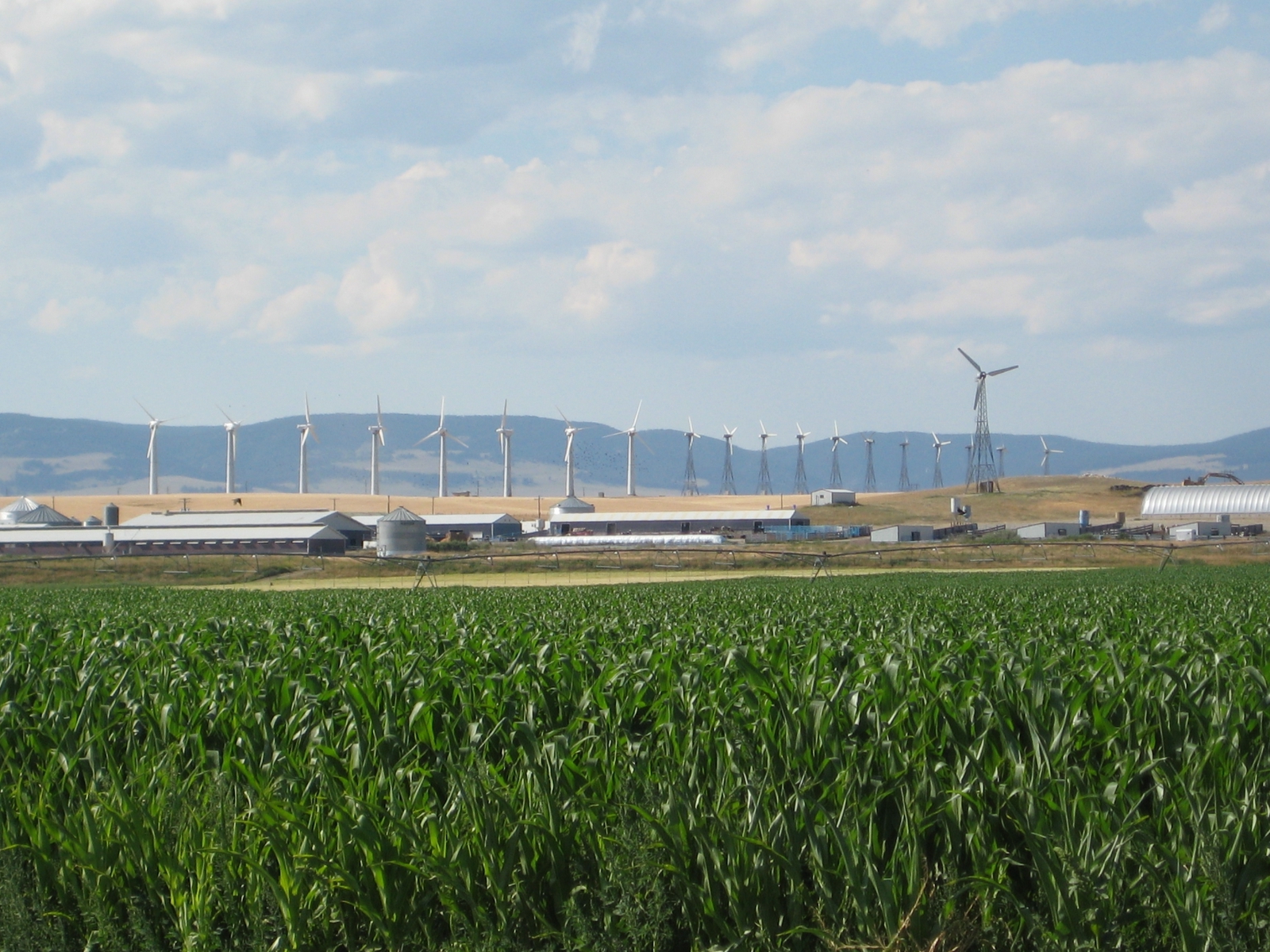 A row of farm buildings and long low houses on open grassland with several small wind turbines standing behind them under a wide sky