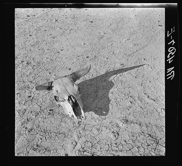 A bleached steer skull lies on cracked, dry earth, casting a sharp shadow.